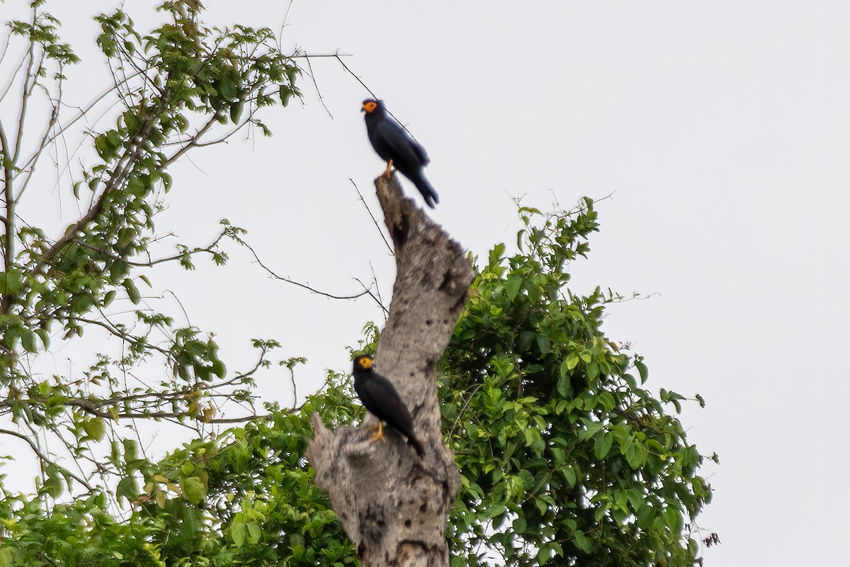 Siyah Karakara - ML645719458