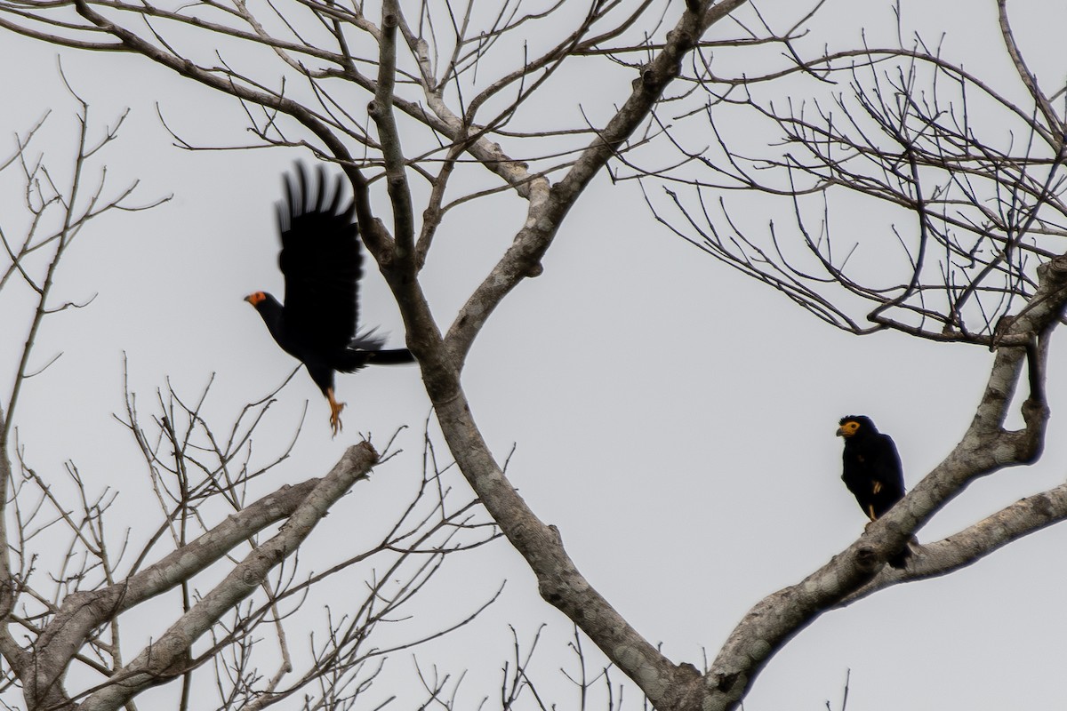 Siyah Karakara - ML645719459