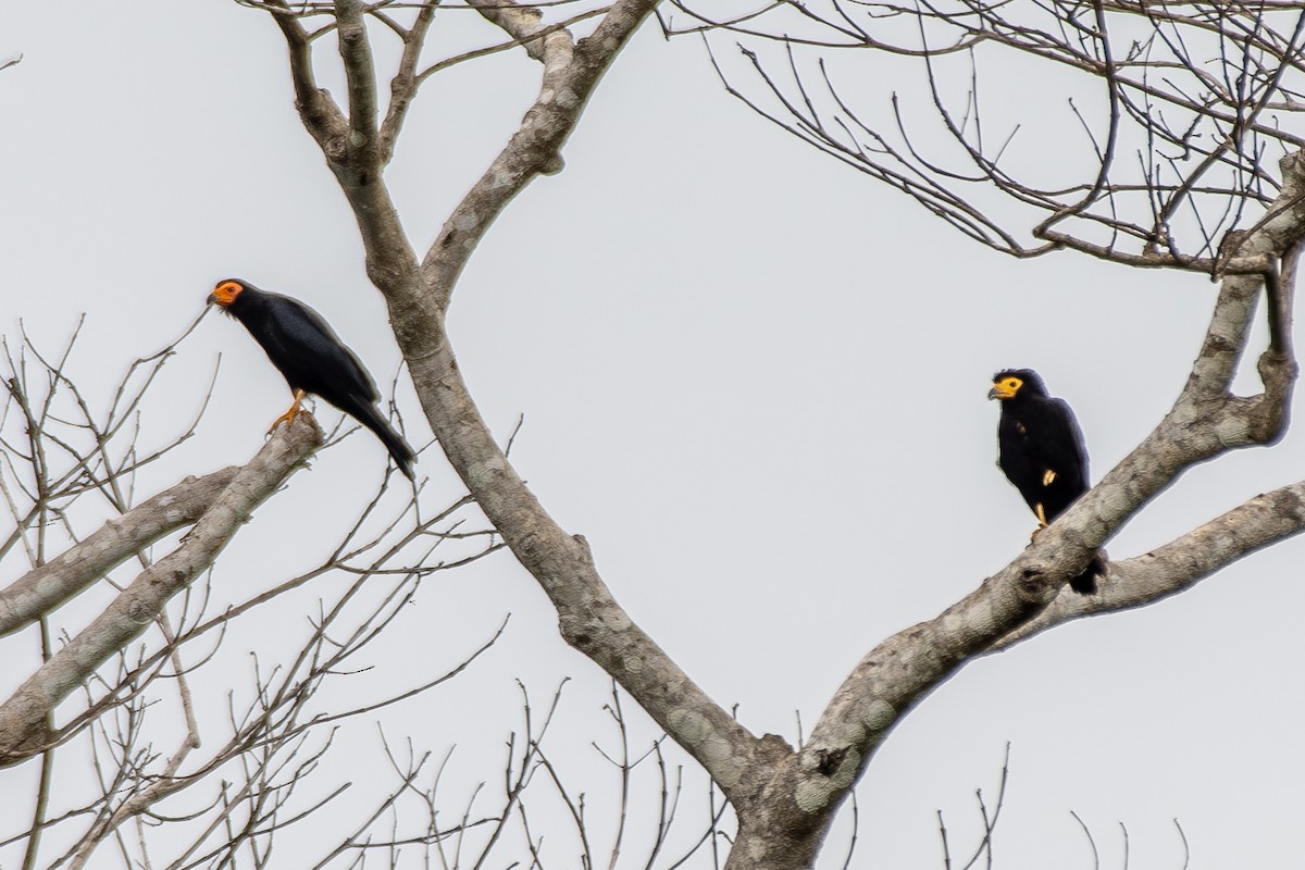 Siyah Karakara - ML645719460