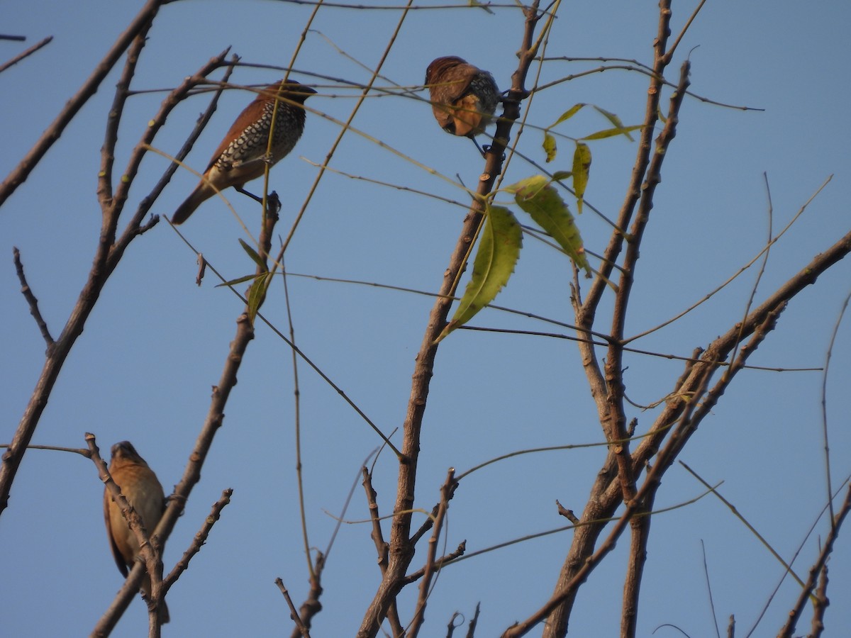 Scaly-breasted Munia - ML645719461