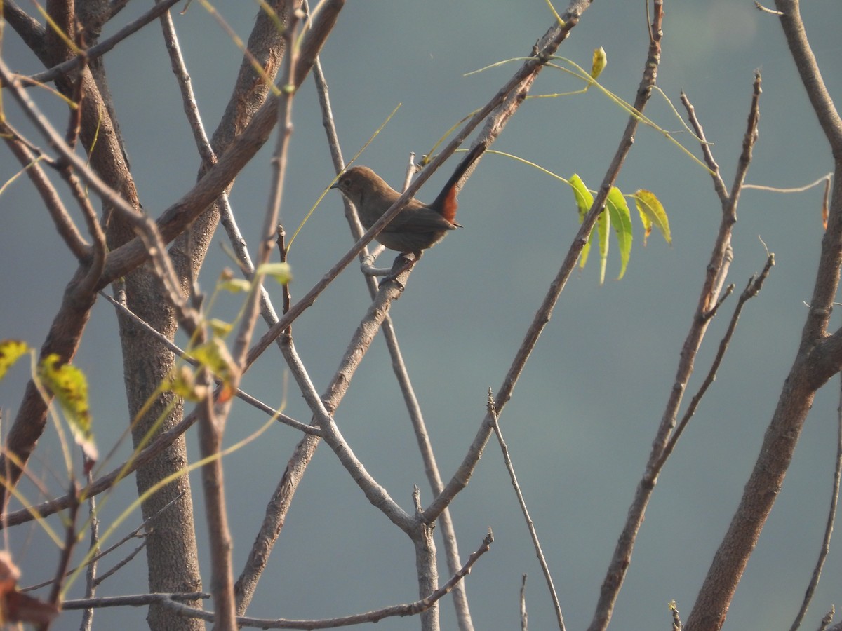Indian Robin - ML645719466