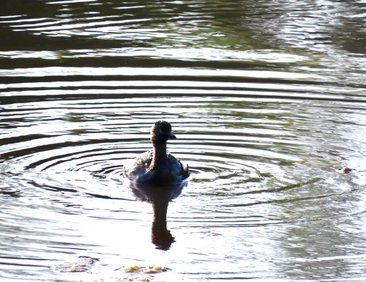 Least Grebe - ML645719472