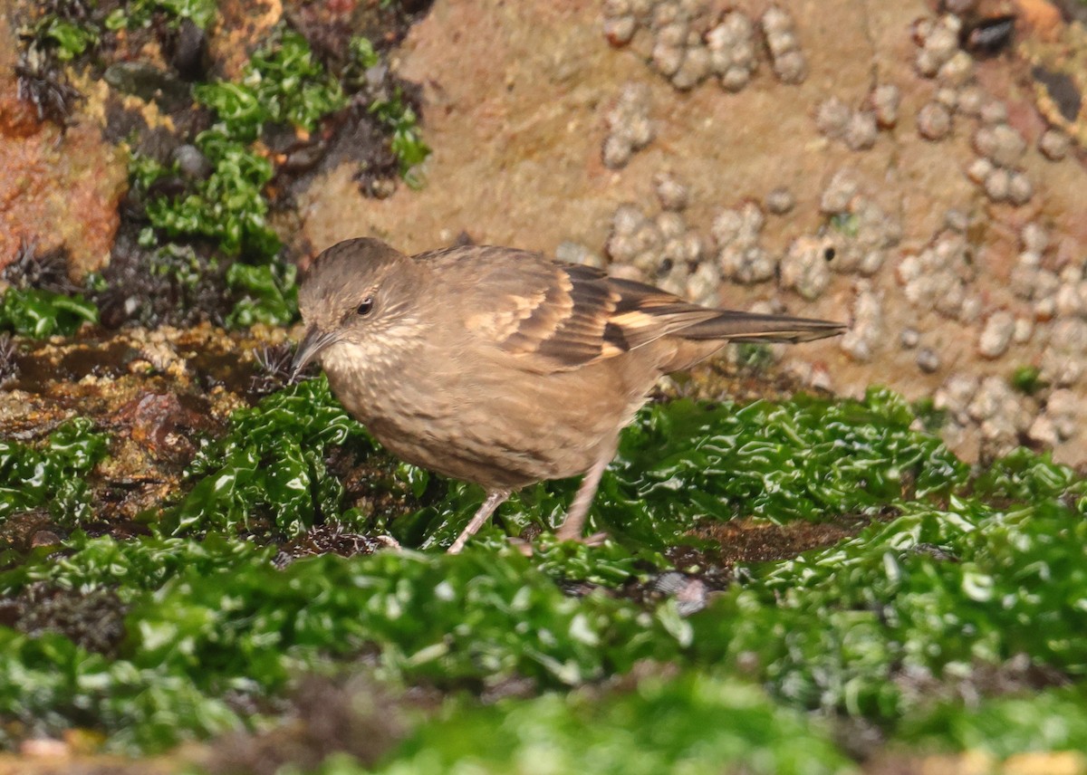 Surf Cinclodes - ML645719474