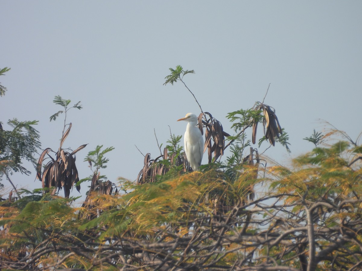 Eastern Cattle-Egret - ML645719477