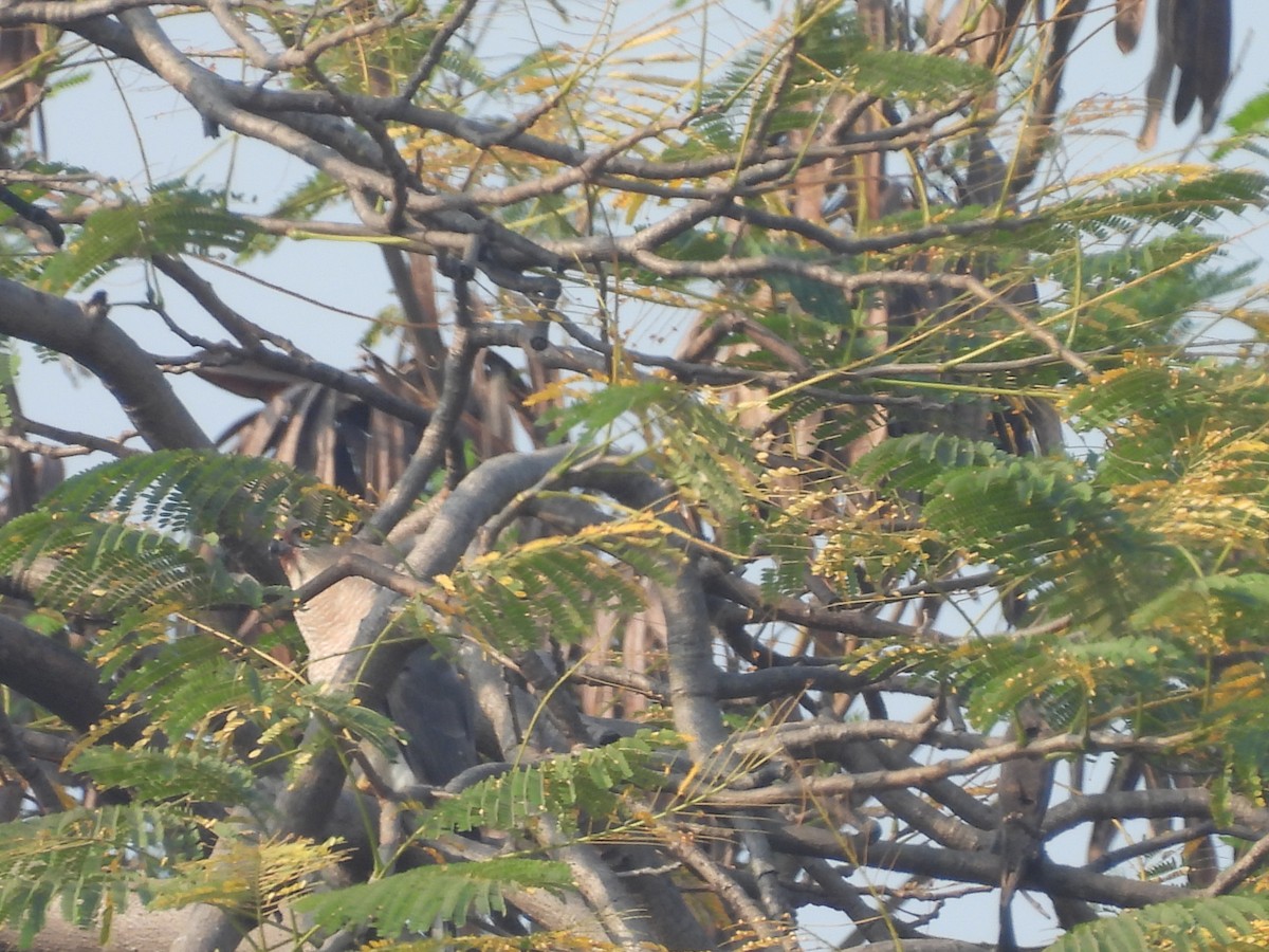 Shikra - ML645719492