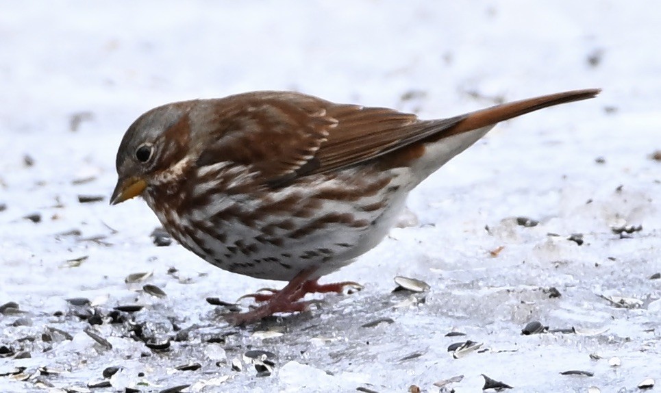 Fox Sparrow - ML645719508