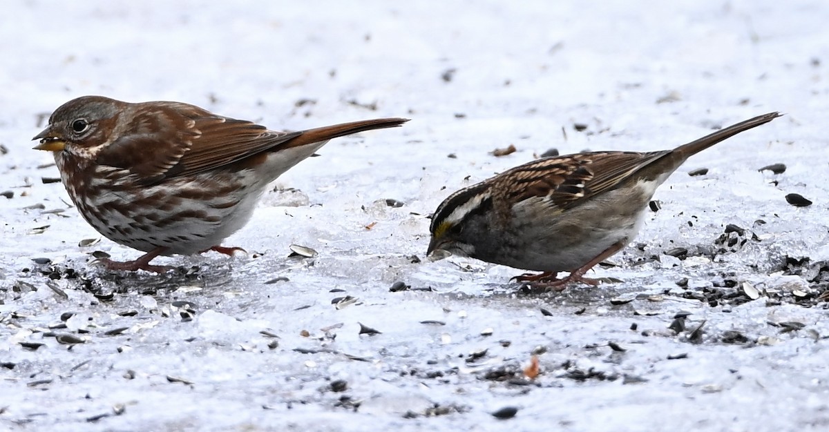 Fox Sparrow - ML645719509