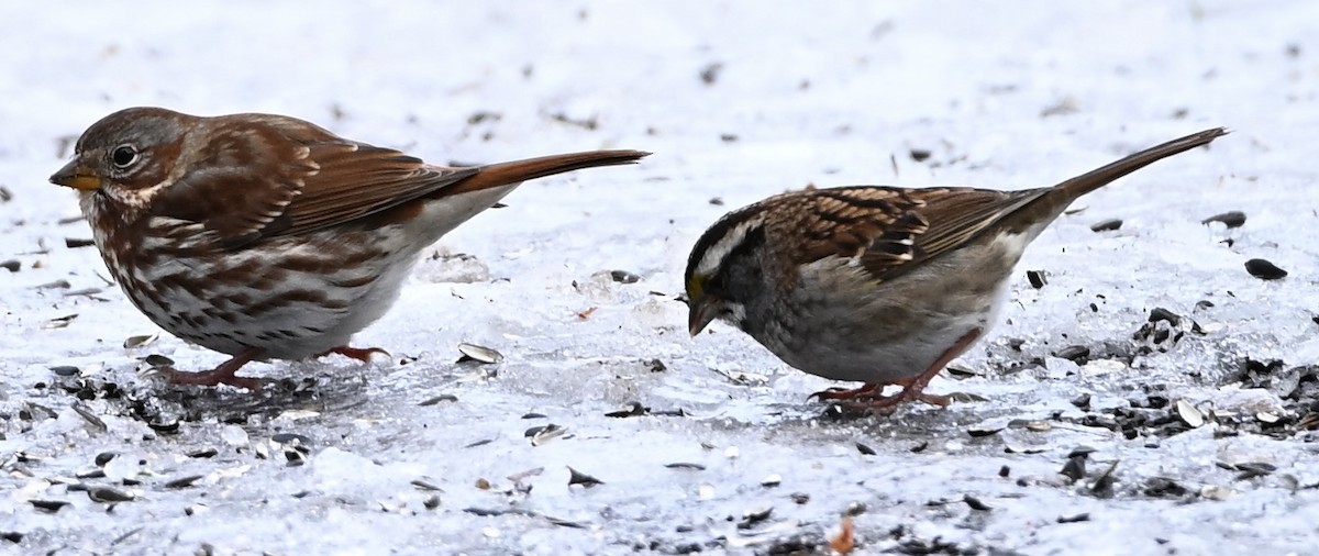 Fox Sparrow - ML645719510