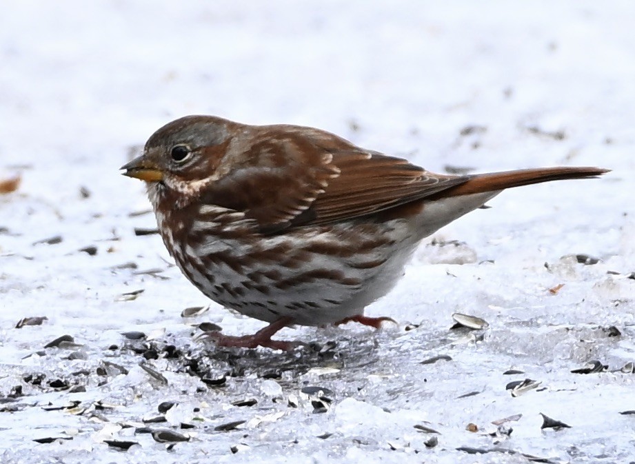 Fox Sparrow - ML645719511