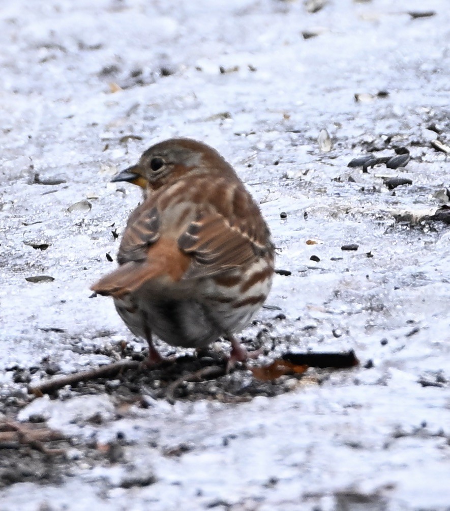 Fox Sparrow - ML645719512