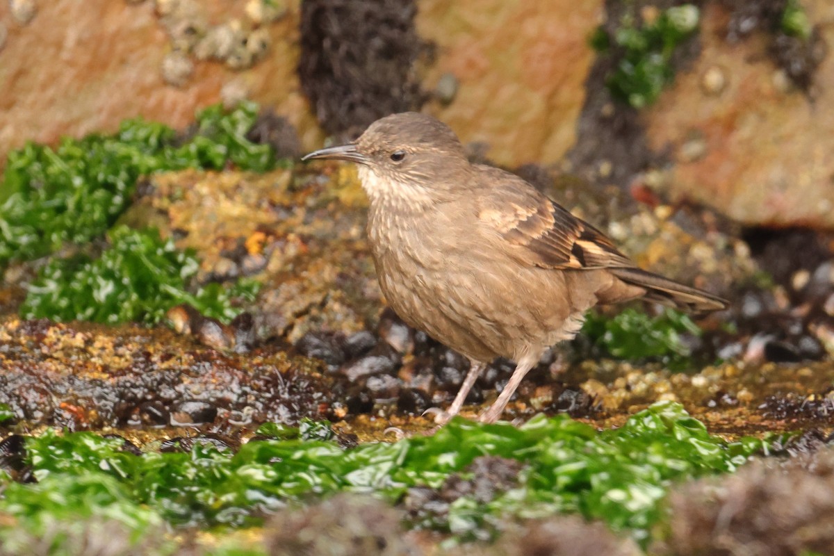 Surf Cinclodes - ML645719520