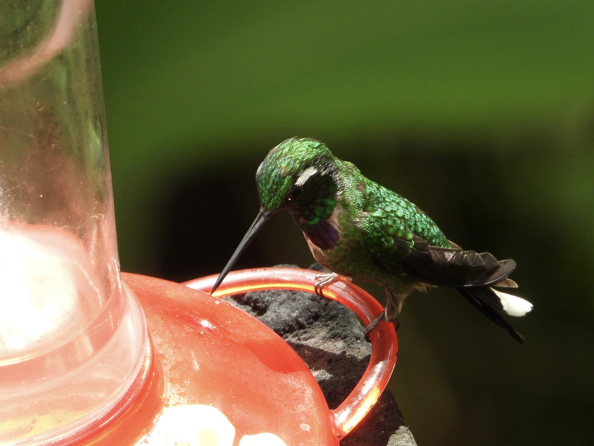 Purple-bibbed Whitetip - ML645719522