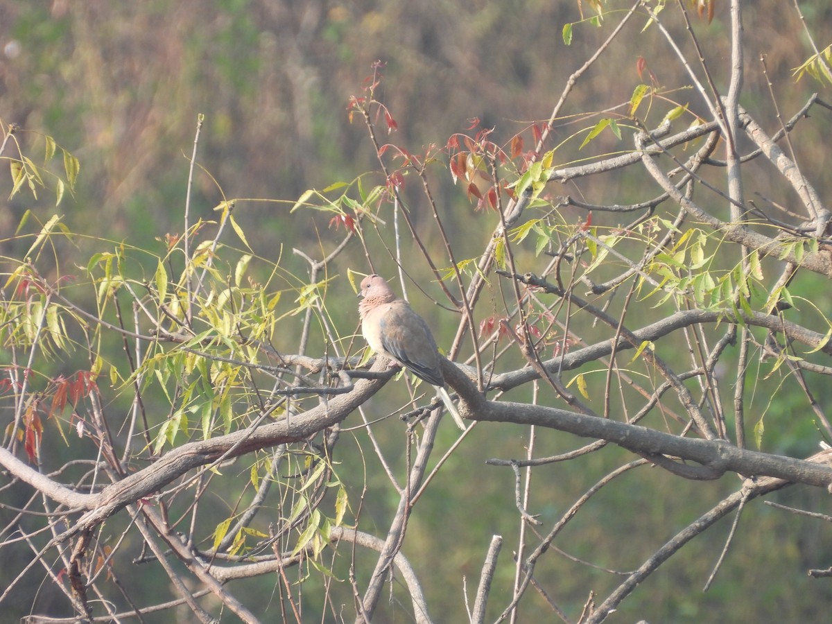Laughing Dove - ML645719525