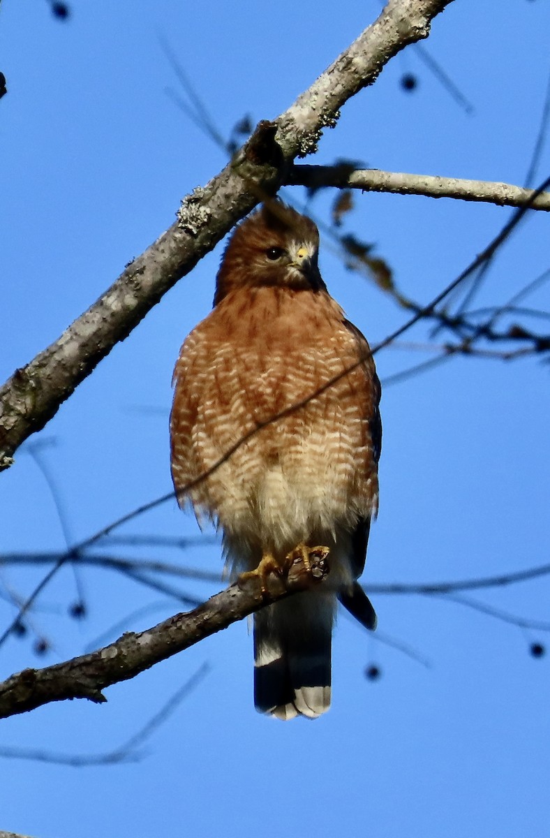 Red-shouldered Hawk - ML645719527