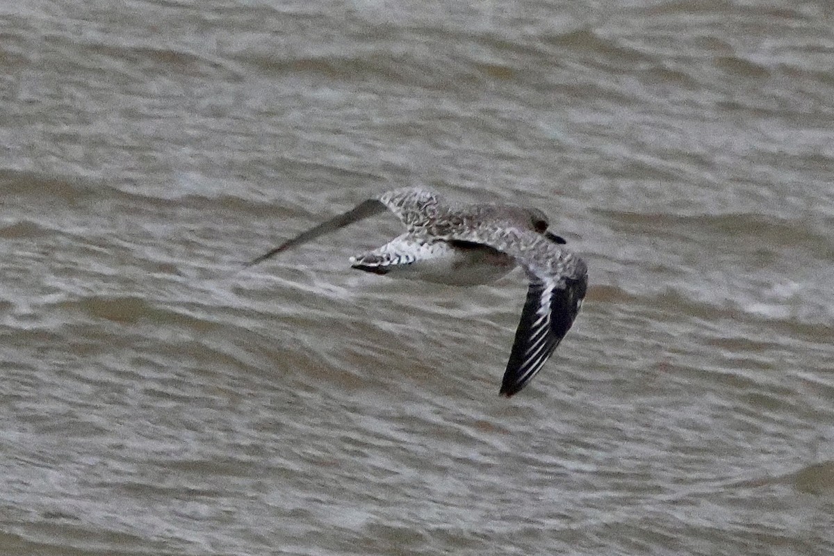 Chorlito Gris - ML645719529