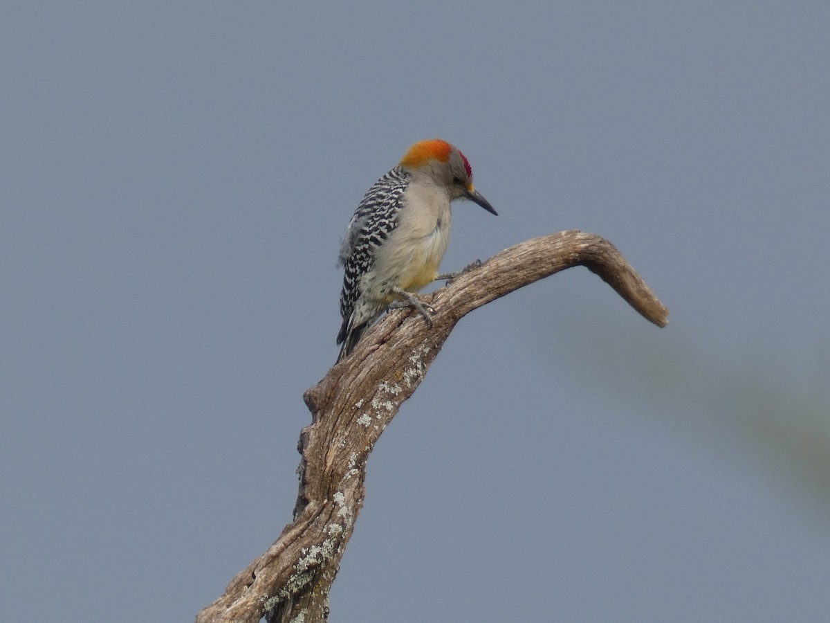 Golden-fronted Woodpecker - ML645719530