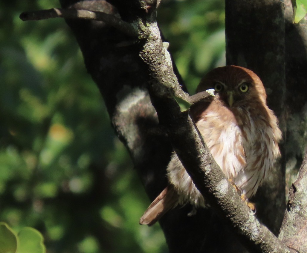 Ferruginous Pygmy-Owl - ML645719531