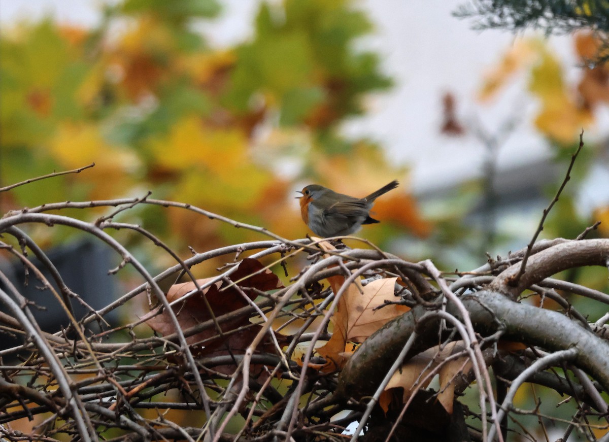 European Robin - ML645719542