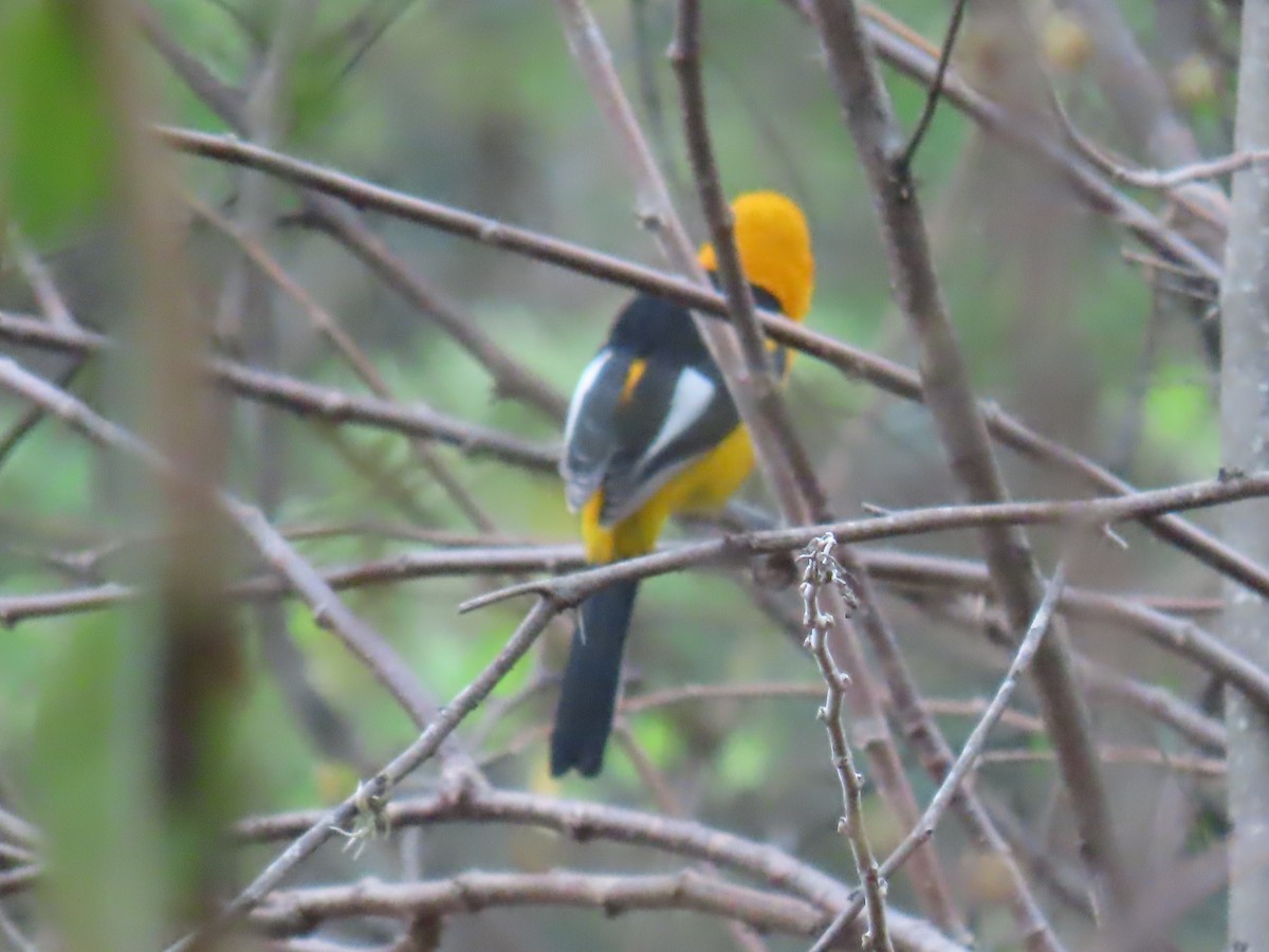 White-edged Oriole - ML645719546