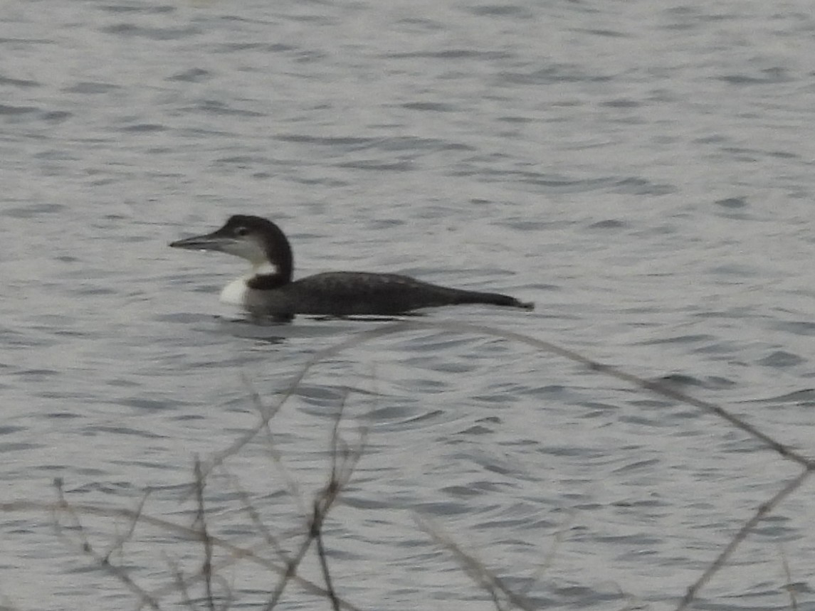Common Loon - ML645719549