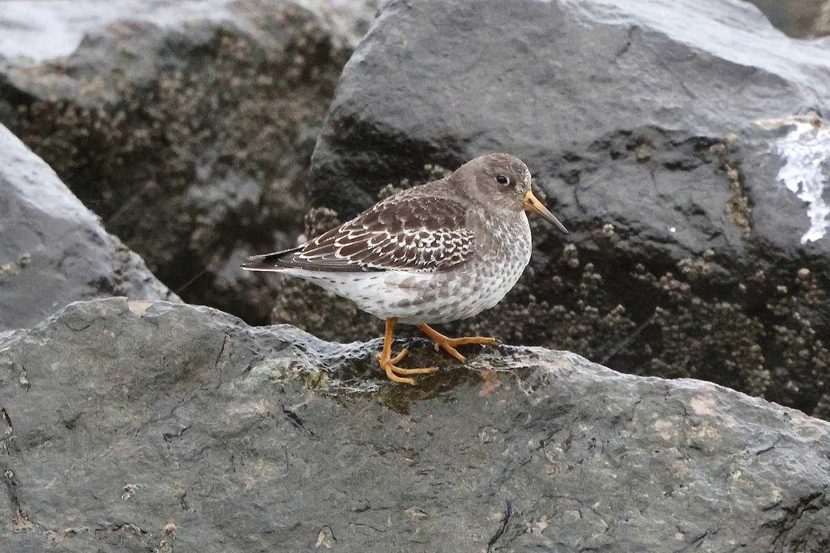 ムラサキハマシギ - ML645719550