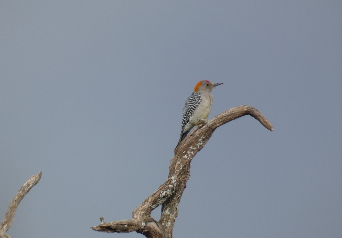 キバナシマセゲラ - ML645719551