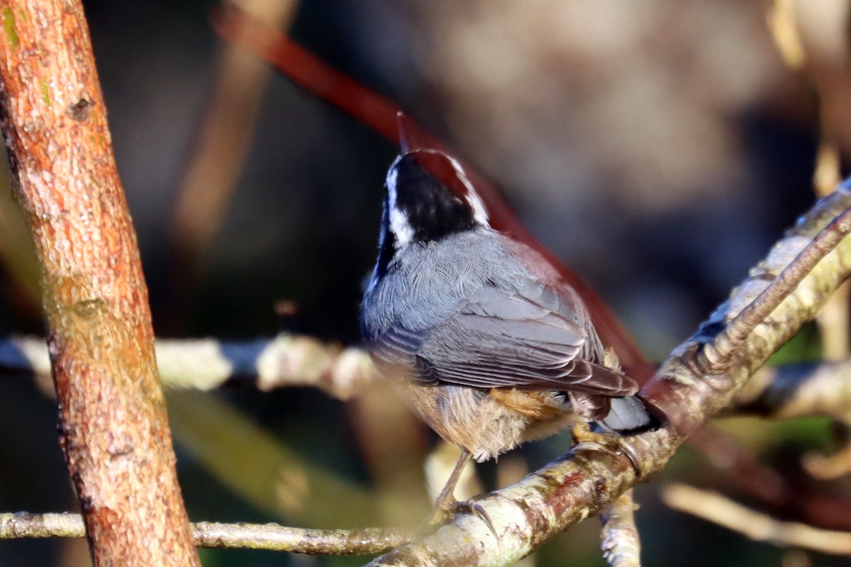 ムネアカゴジュウカラ - ML645719552