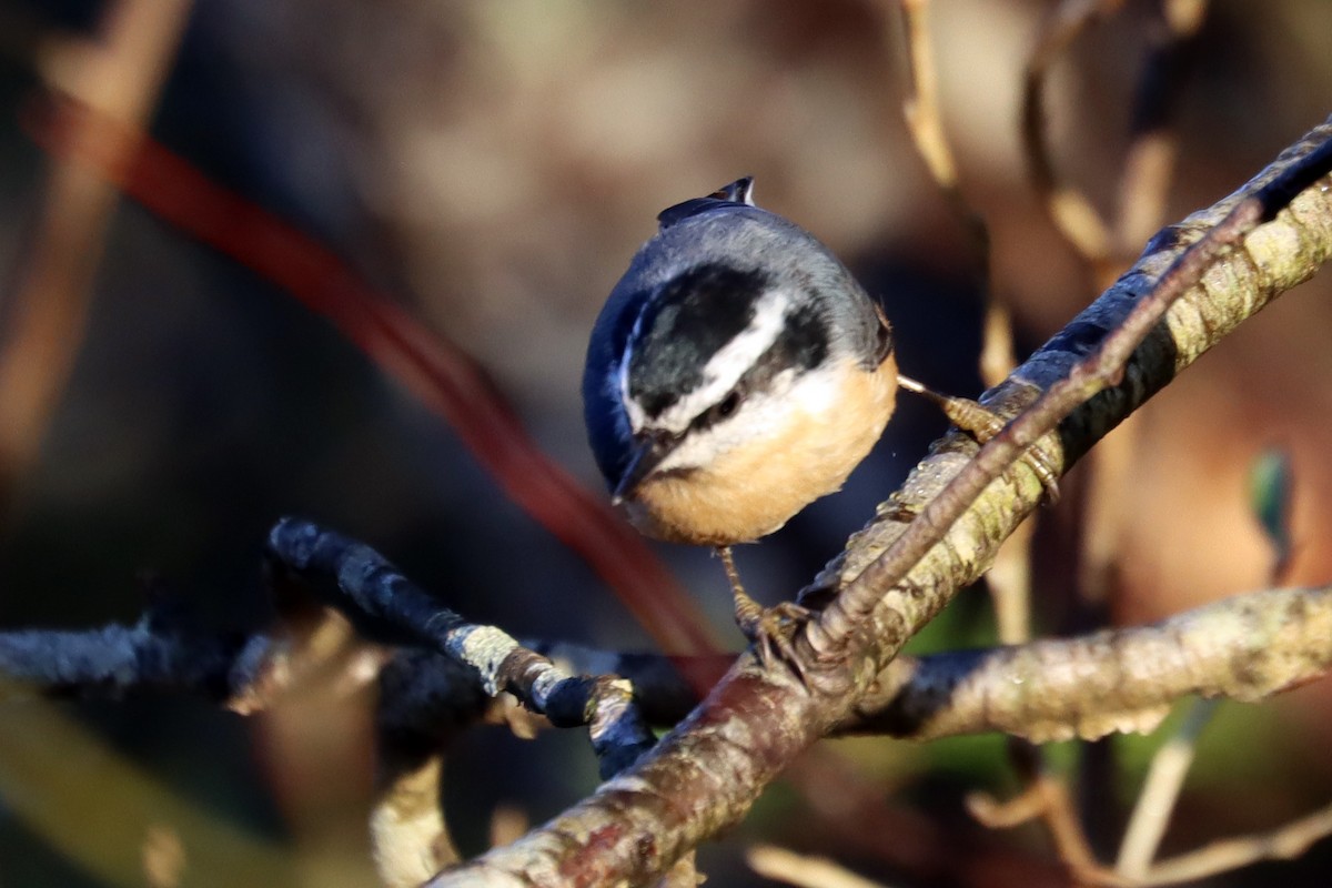 ムネアカゴジュウカラ - ML645719553