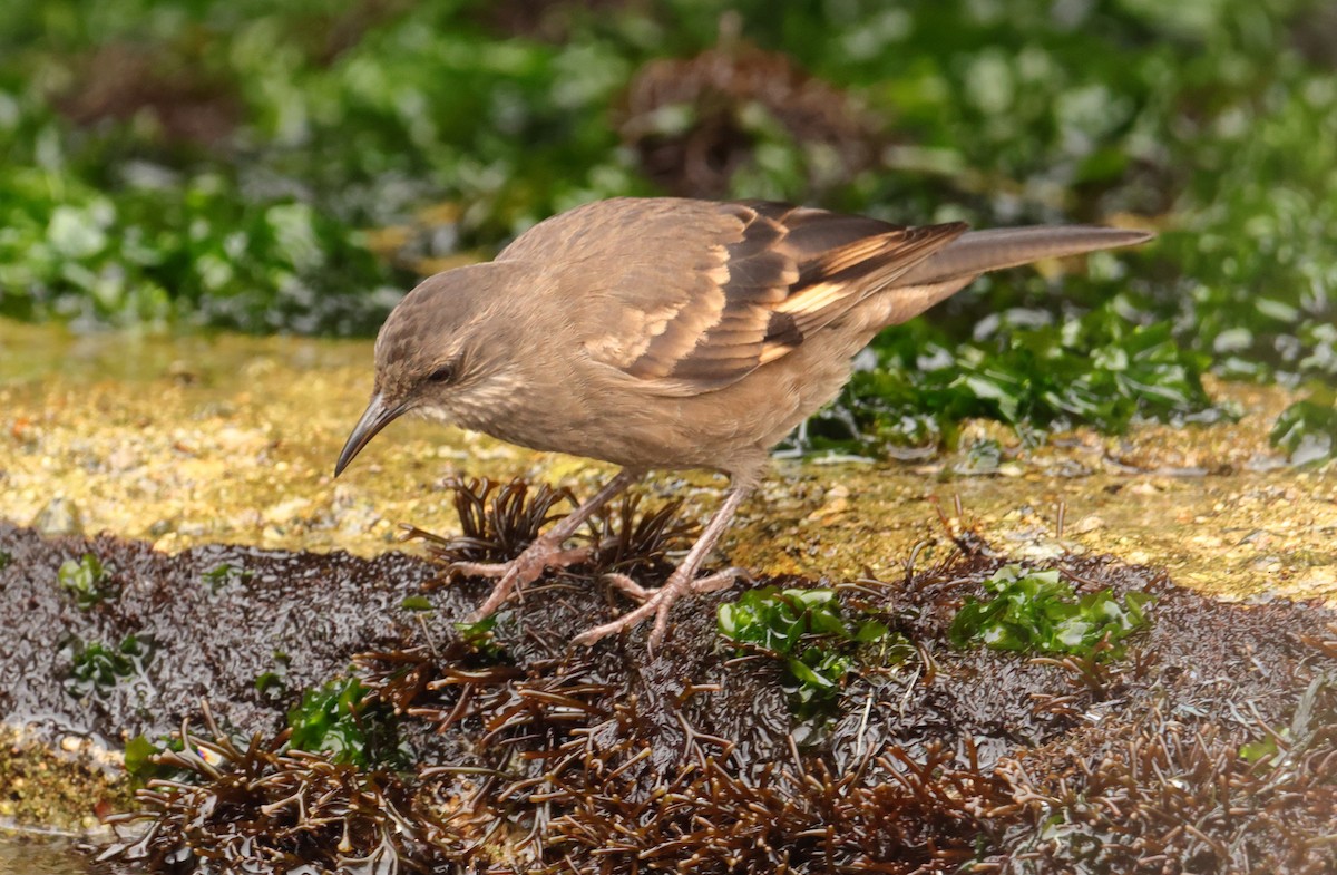 アライソカマドドリ - ML645719554