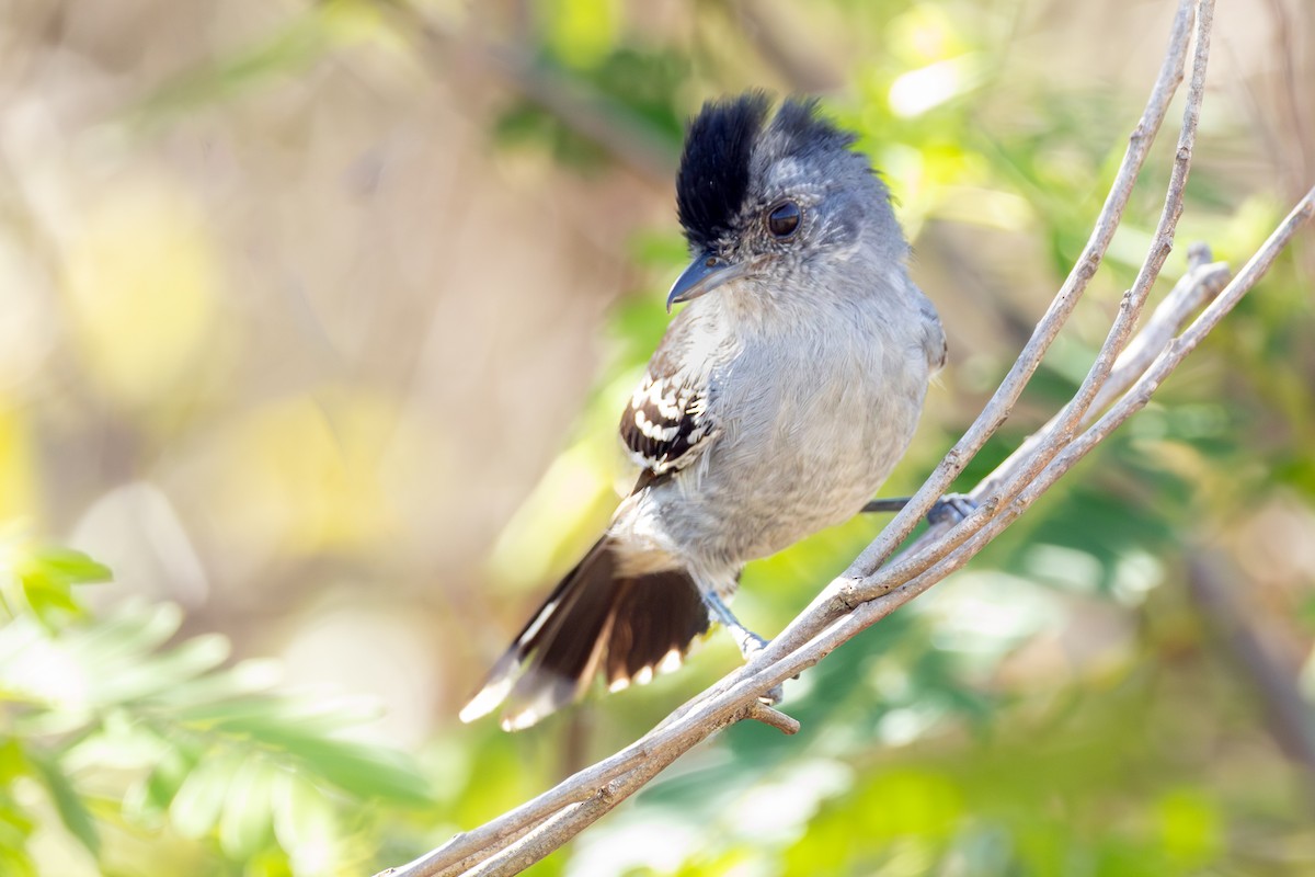 カワリアリモズ - ML645719556