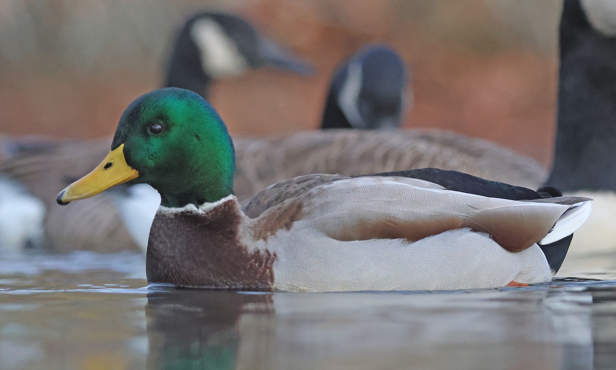 マガモ - ML645719557