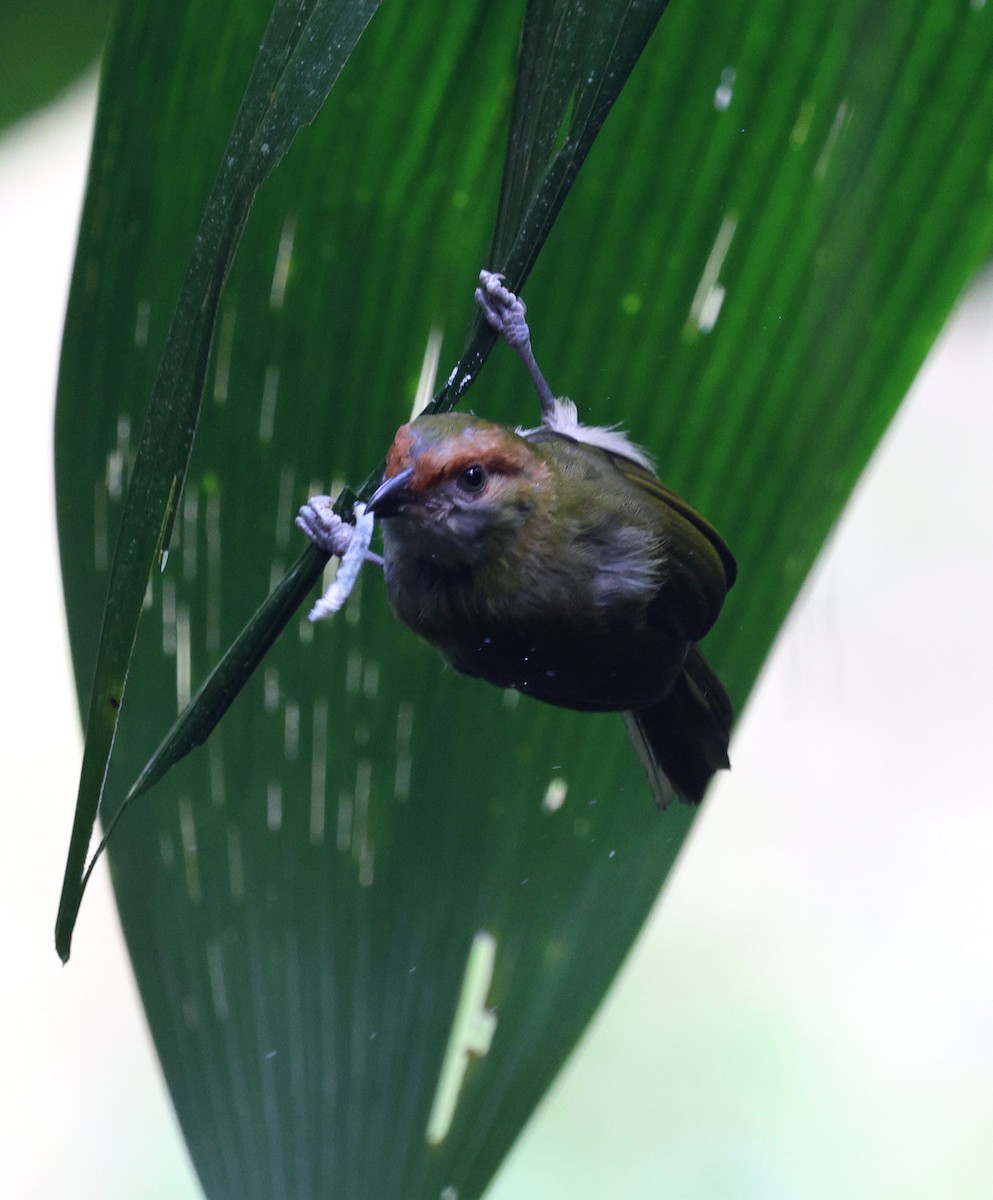 ハシグロカラシモズ - ML645719558