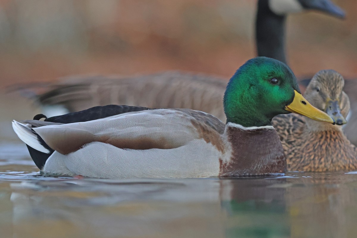 マガモ - ML645719559