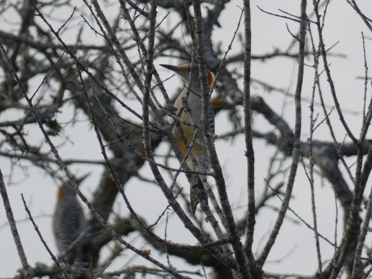 キバナシマセゲラ - ML645719560