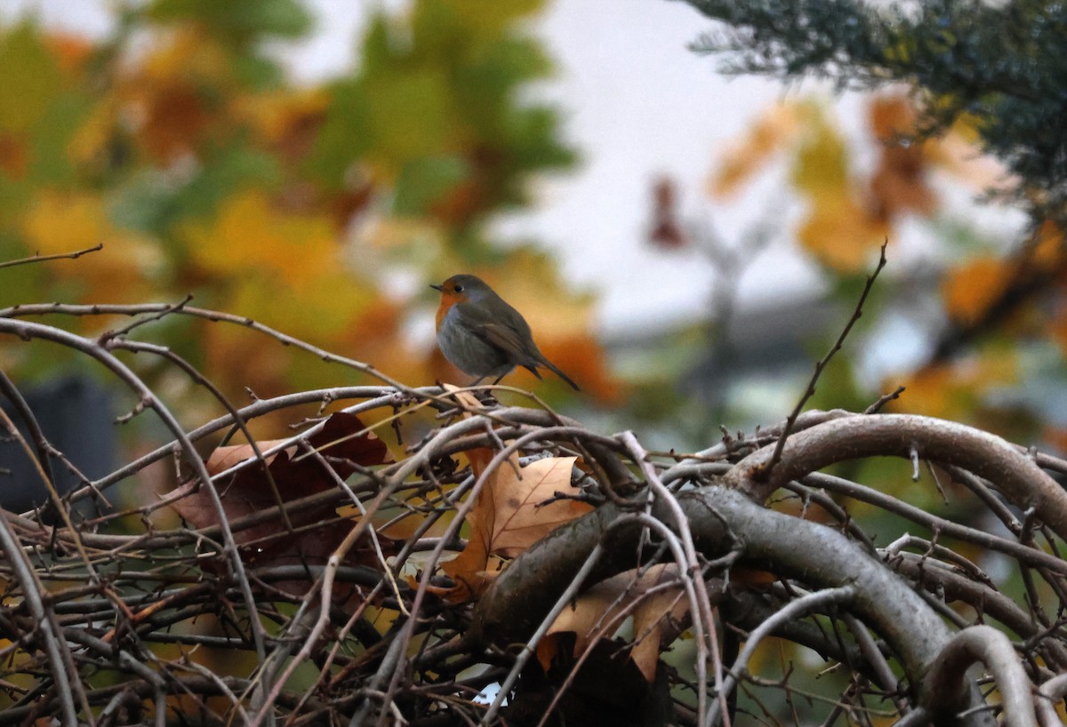 ヨーロッパコマドリ - ML645719561