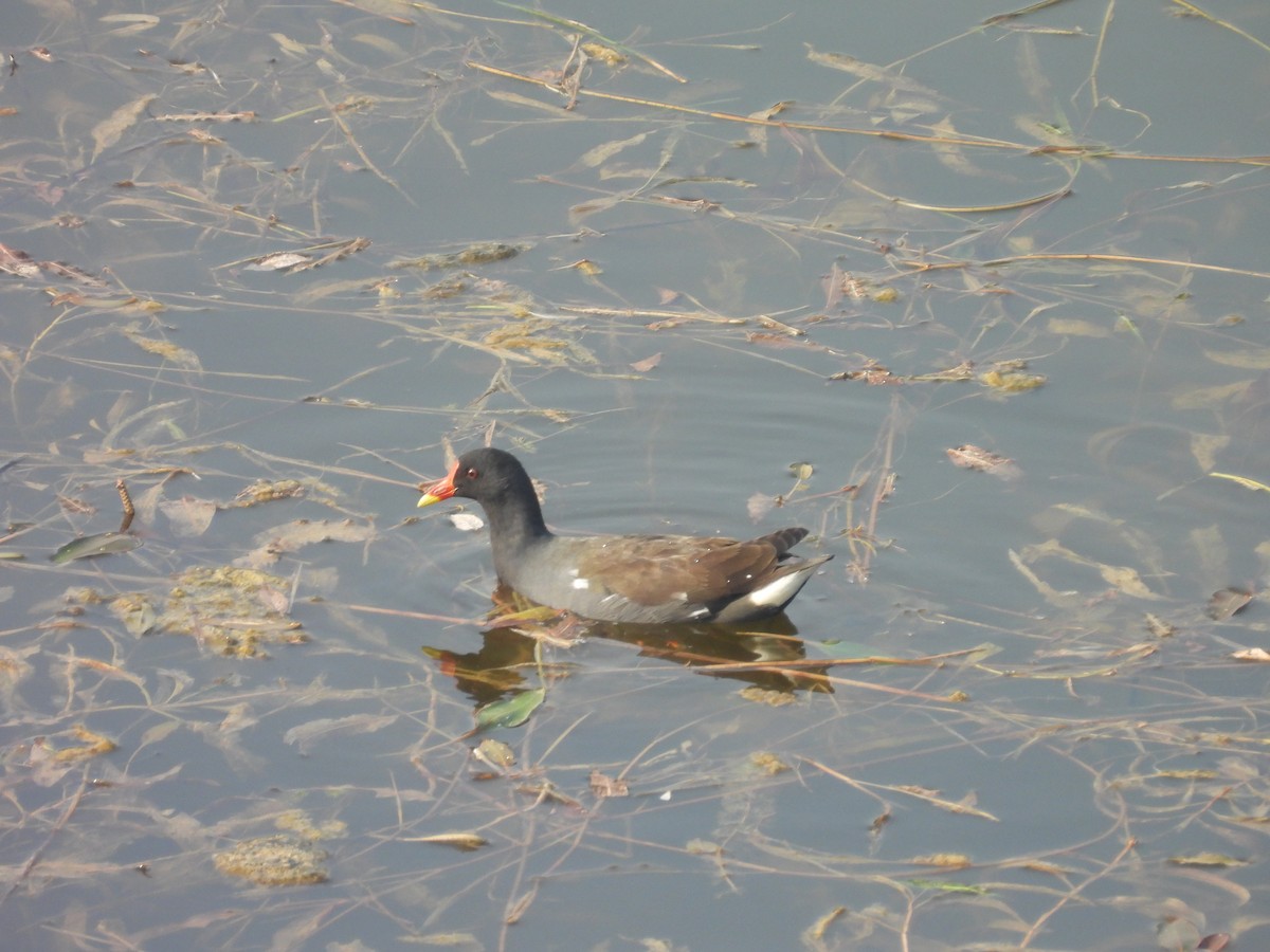 バン - ML645719562