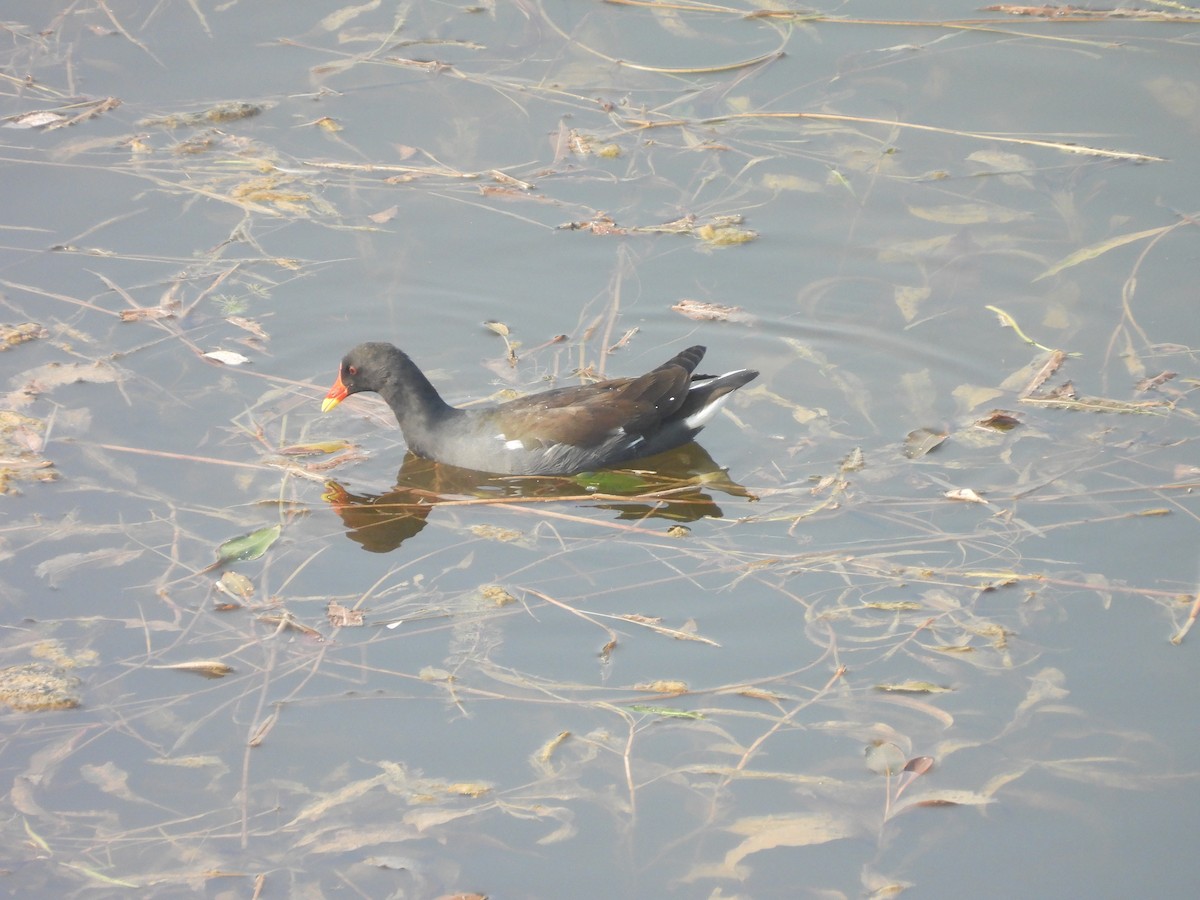 バン - ML645719563