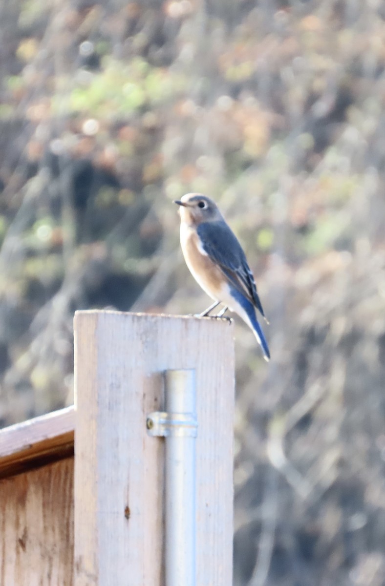 ルリツグミ - ML645719565