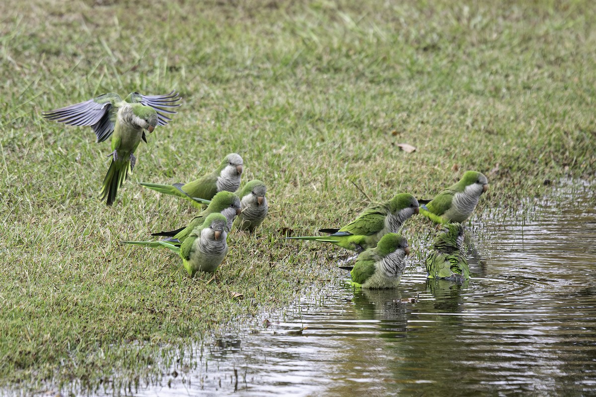 オキナインコ - ML645719567