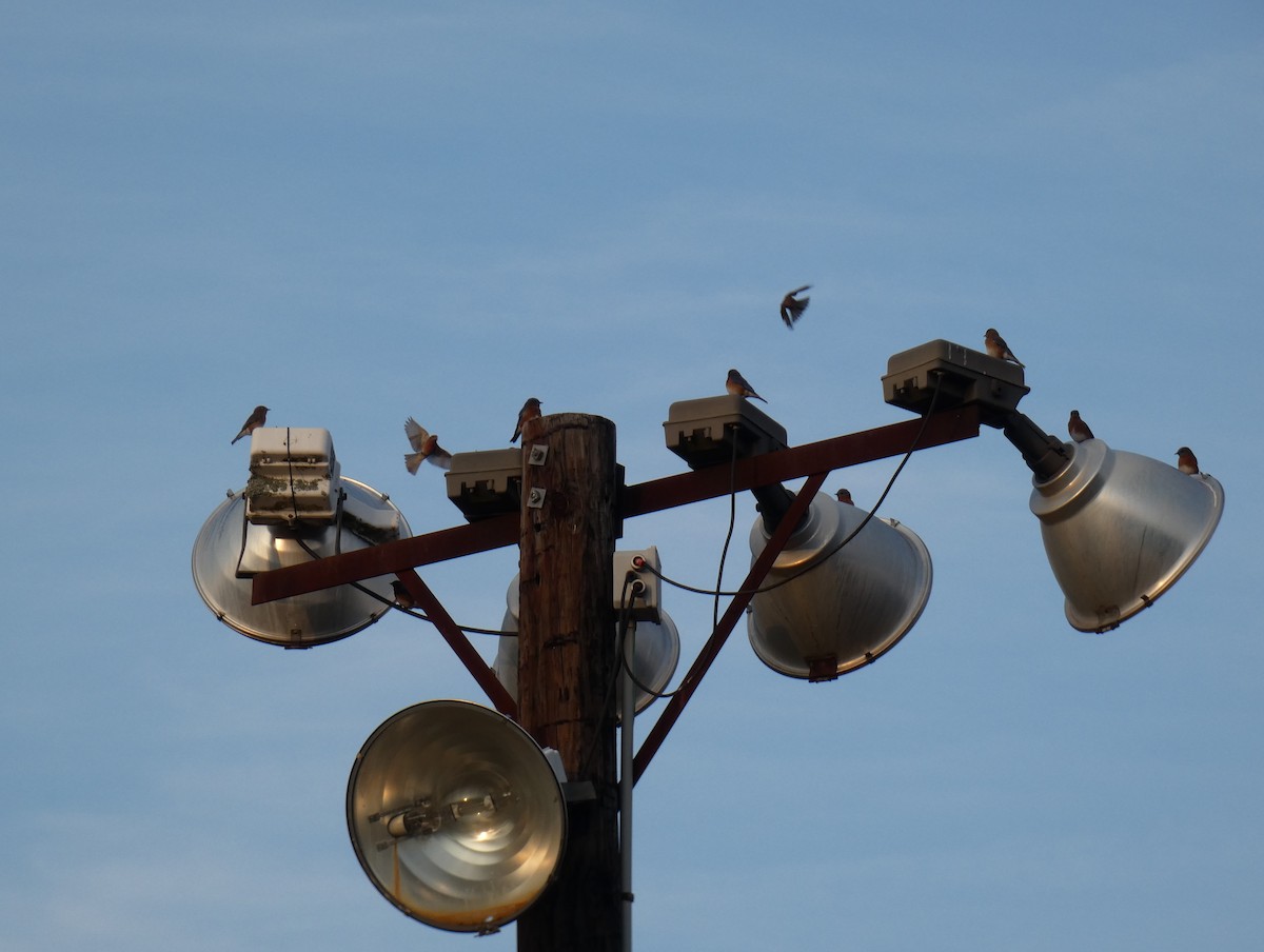 ルリツグミ - ML645719569