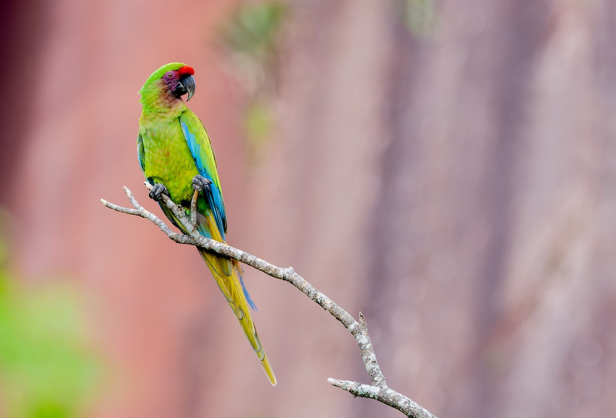 ミドリコンゴウインコ - ML645719570