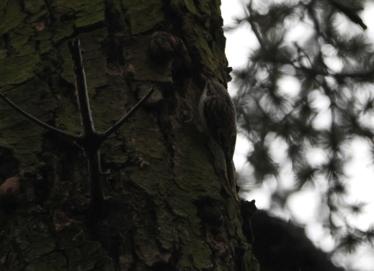 キバシリ／タンシキバシリ - ML645719571