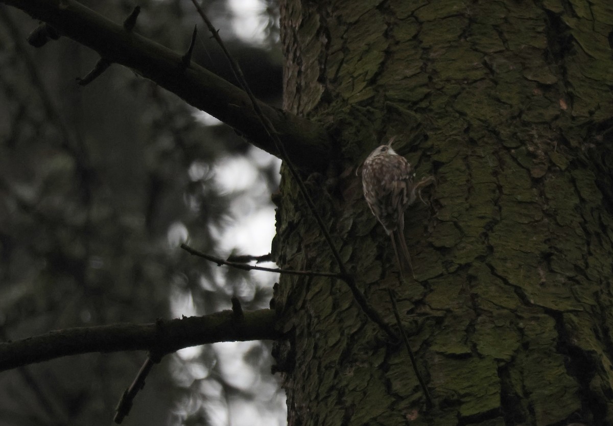 キバシリ／タンシキバシリ - ML645719573