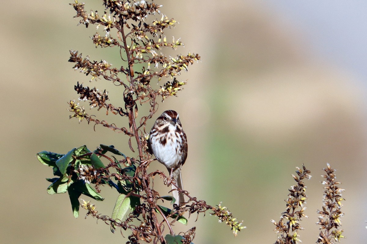 ウタスズメ - ML645719575