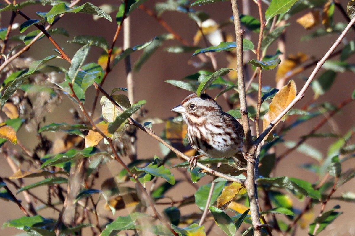 ウタスズメ - ML645719576