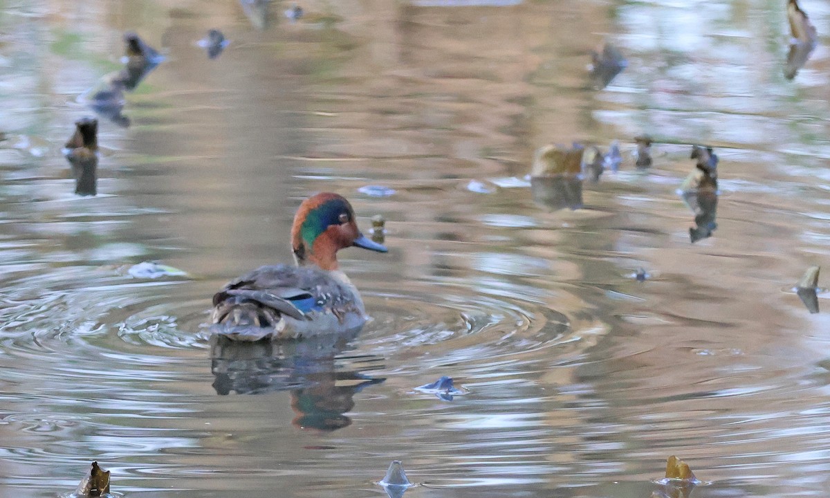 コガモ（亜種 アメリカコガモ） - ML645719578