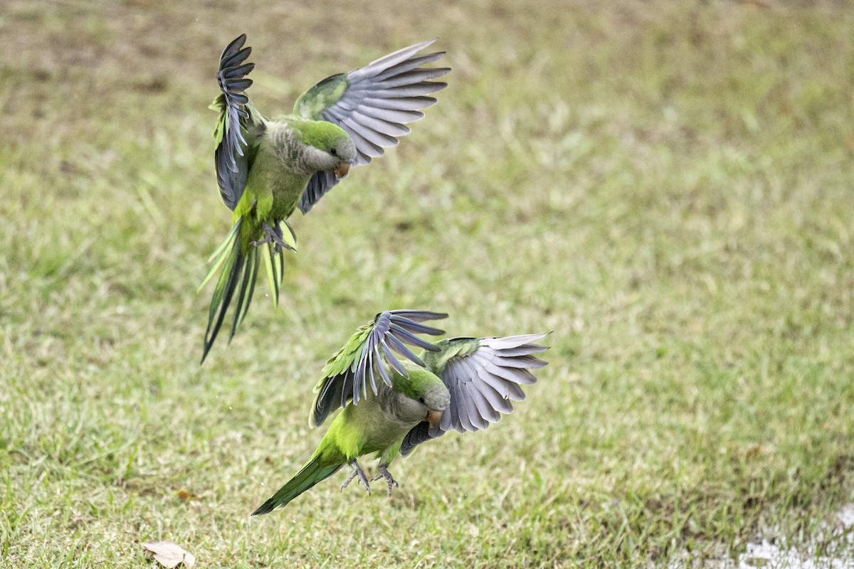 オキナインコ - ML645719580