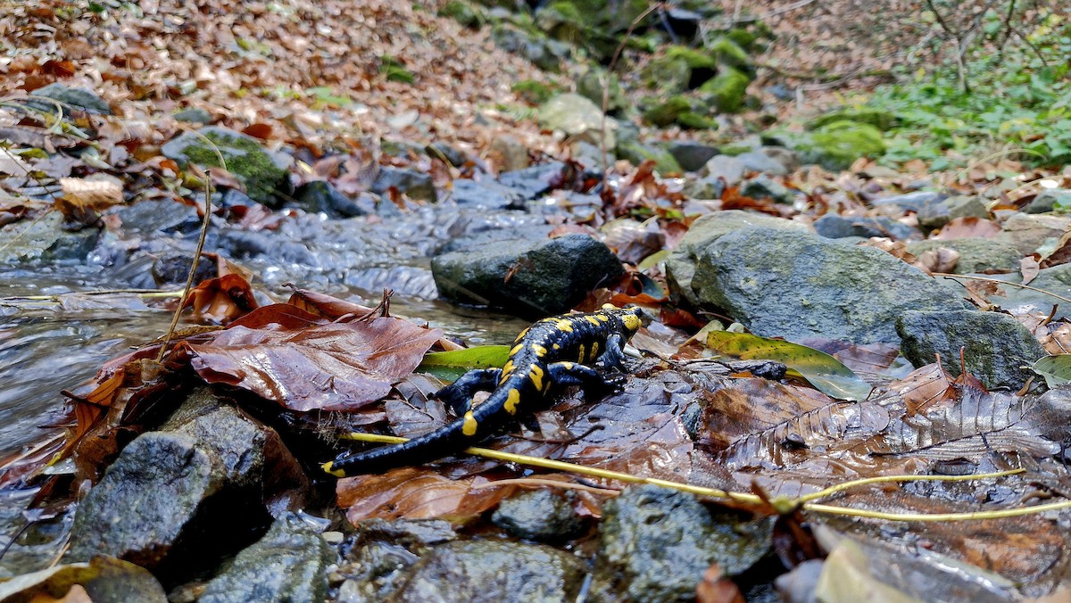 Animals - ML645719581