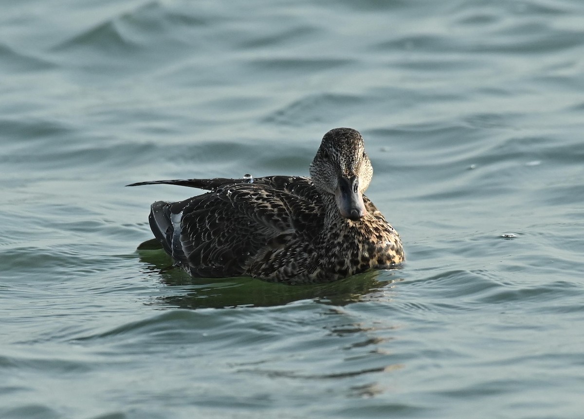 オカヨシガモ - ML645719582