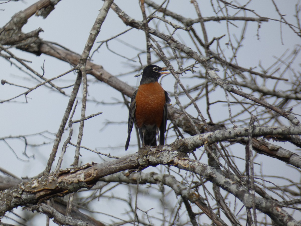 American Robin - ML645719583